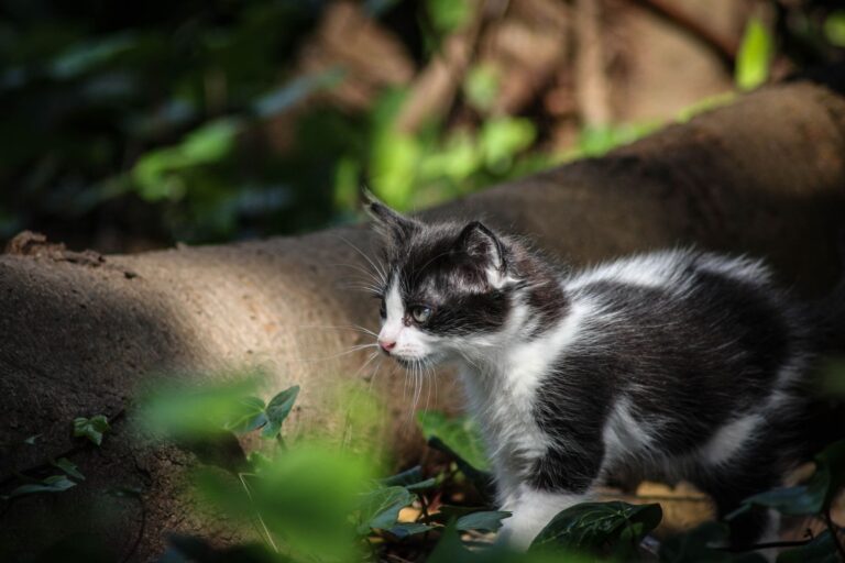 Futterunverträglichkeit bei Katzen erkennen