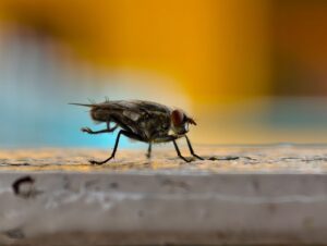 Schädlingsbekämpfer Wien 2026: 9 Empfehlungen